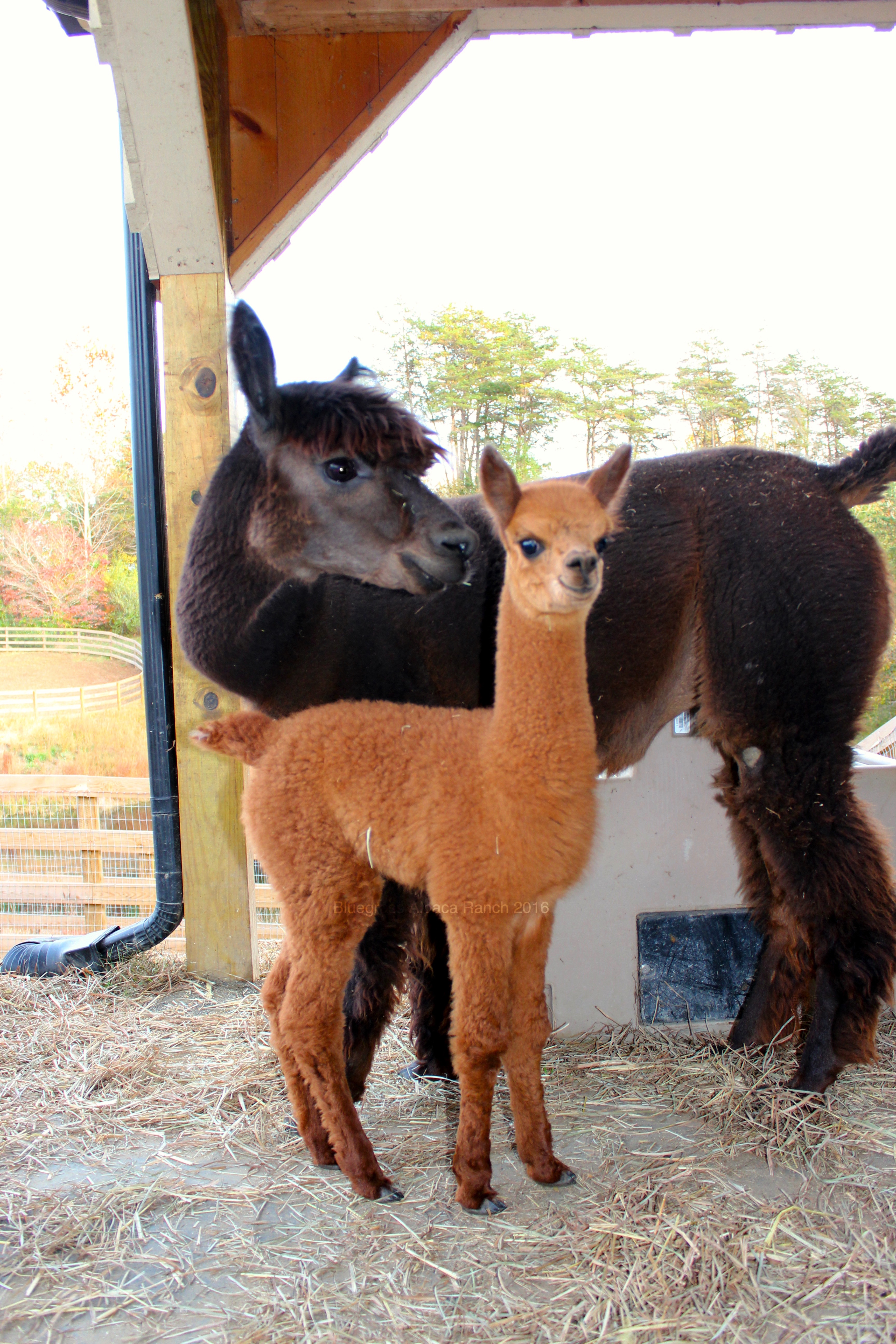 Alpaca, facts and information